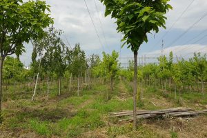 201906181143171560850031